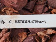 Colchicum asteranthum 20241229 0001