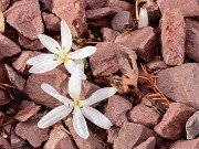 Colchicum asteranthum 20241229 0002