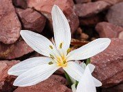 Colchicum asteranthum 20241229 0005