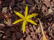 Colchicum luteum x kesselringii 20240212 0001