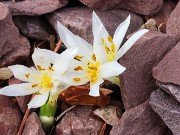 Colchicum szovitsii ssp. brachyphyllum 20241229 0002