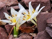 Colchicum szovitsii ssp. brachyphyllum 20241229 0008