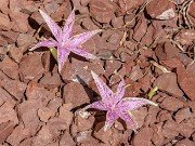 Colchicum variegatum 20240919 0003