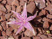 Colchicum variegatum 20240919 0004