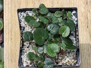 Cyclamen colchicum Seedlings 20231202 0001