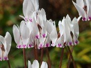 Cyclamen cyprium 20241008 0001
