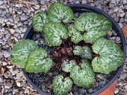 Cyclamen cyprium Seedlings 20241220 0001-2