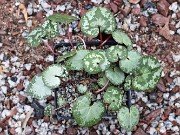 Cyclamen cyprium Seedlings 20241220 0001