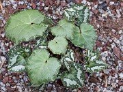 Cyclamen cyprium Seedlings 20241220 0002