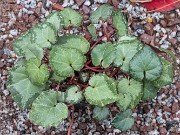 Cyclamen cyprium Seedlings 20241220 0003