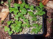 Helleborus thibetanus and Eranthis Seedlings 20210319 0001