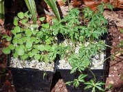 Helleborus thibetanus and Eranthis Seedlings 20210319 0002