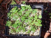 Helleborus thibetanus and Eranthis Seedlings 20210319 0003