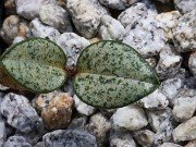 Lapageria rosea variegated Seedling 20240914 0001