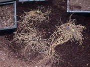 Cypripedium parviflorum ssp. pubescens 0010