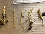 Fall Paeonia Seedlings 20191117 0001