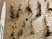 Fall Paeonia Seedlings 20191117 0002