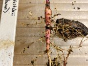 Fall Paeonia Seedlings 20191117 0003