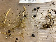 Fall Paeonia Seedlings 20191117 0004