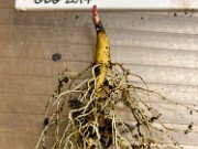 Fall Paeonia Seedlings 20191117 0005