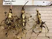 Fall Paeonia Seedlings 20191117 0006