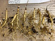 Fall Paeonia Seedlings 20191117 0007