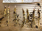 Fall Paeonia Seedlings 20191117 0008