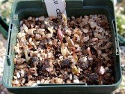 Paeonia Seedlings - 2nd Year from Sowing 0002