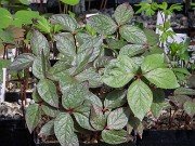 Paeonia cambessedesii seedlings 20240325 0001