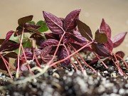 Paeonia cambessedesii seedlings 20240325 0002
