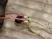Paeonia cambessedesii seedlings 20240325 0003