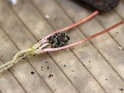 Paeonia cambessedesii seedlings 20240325 0004