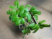 Paeonia clusii seedlings 20240401 0001