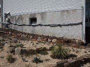 Cacti & Succulents