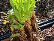 Crinum