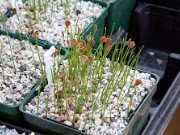 Fritillaria